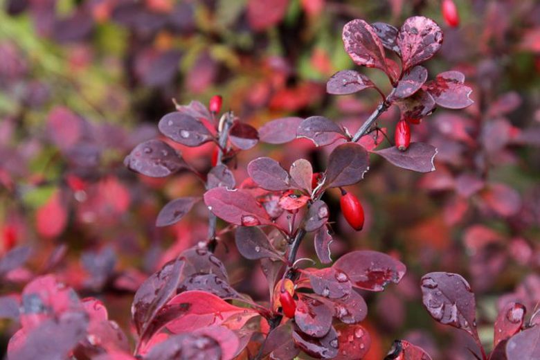 Berberis Thunbergii 'Crimson Pygmy', Japanese Barberry 'Crimson Pygmy', 'Crimson Pygmy' Dwarf Japanese Barberry,  'Crimson Pygmy' Barberry, Berberis thunbergii f. atropurpurea 'Crimson Pygmy', Purpleleaf Japanese Barberry, Berberis thunbergii f. atropurpurea 'Atropurpurea Nana', Japanese barberry 'Atropurpurea Nana'