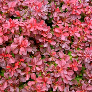 Berberis thunbergii 'Fireball', Japanese Barberry 'Fireball', Berberis thunbergii 'Fireball', Berberis 'Fireball', Pink Berberis