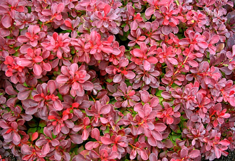 Berberis thunbergii 'Fireball', Japanese Barberry 'Fireball', Berberis thunbergii 'Fireball', Berberis 'Fireball', Pink Berberis