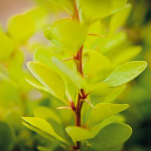 Berberis thunbergii Golden Rocket, Japanese Barberry 'Golden Rocket', Thunberg's Barberry 'Golden Rocket', Deciduous Shrubs, Foliage Shrub, Shrub with berries, Yellow shrub, Fall color