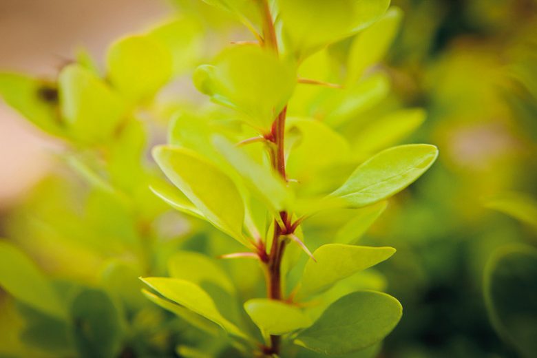 Berberis thunbergii Golden Rocket, Japanese Barberry 'Golden Rocket', Thunberg's Barberry 'Golden Rocket', Deciduous Shrubs, Foliage Shrub, Shrub with berries, Yellow shrub, Fall color