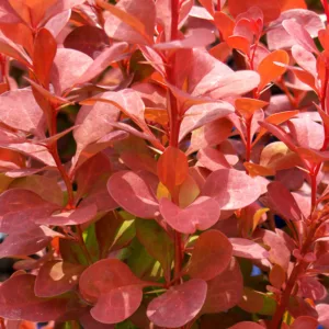 Berberis thunbergii Orange Rocket, Japanese Barberry 'Orange Rocket', Thunberg's Barberry 'Orange Rocket', Deciduous Shrubs, Foliage Shrub, Shrub with berries, Orange shrub, Fall color
