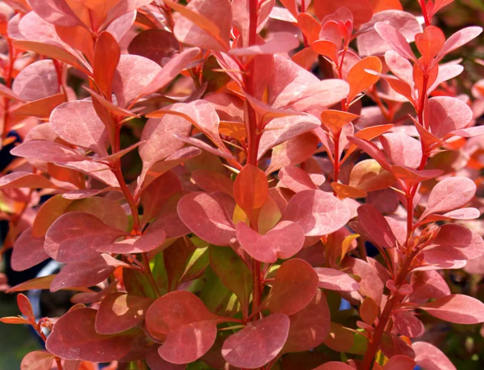 Berberis thunbergii Orange Rocket, Japanese Barberry 'Orange Rocket', Thunberg's Barberry 'Orange Rocket', Deciduous Shrubs, Foliage Shrub, Shrub with berries, Orange shrub, Fall color
