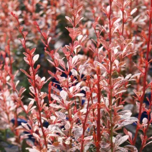 Berberis thunbergii Rosy Rocket, Japanese Barberry 'Rosy Rocket', Thunberg's Barberry 'Rosy Rocket', Deciduous Shrubs, Foliage Shrub, Shrub with berries, Pink shrub, Fall color