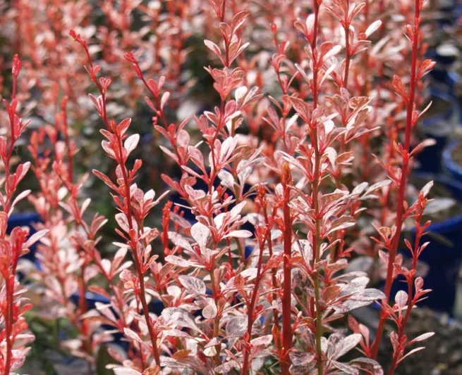 Berberis thunbergii Rosy Rocket, Japanese Barberry 'Rosy Rocket', Thunberg's Barberry 'Rosy Rocket', Deciduous Shrubs, Foliage Shrub, Shrub with berries, Pink shrub, Fall color