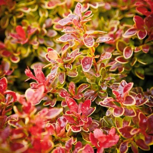 thunbergii f. atropurpurea 'Admiration', Japanese Barberry 'Admiration', Berberis thunbergii 'Admiration', Berberis 'Admiration', Pink Berberis
