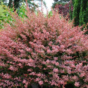 thunbergii f. atropurpurea 'Rose Glow', Japanese Barberry 'Rose Glow', Berberis thunbergii 'Rose Glow', Berberis 'Rose Glow', Pink Berberis