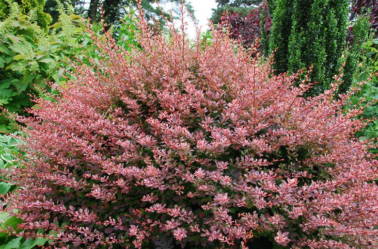 thunbergii f. atropurpurea 'Rose Glow', Japanese Barberry 'Rose Glow', Berberis thunbergii 'Rose Glow', Berberis 'Rose Glow', Pink Berberis