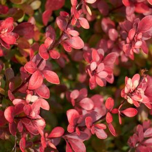 Berberis Thunbergii 'Atropurpurea Nana', Berberis Nana, Japanese Barberry 'Atropurpurea Nana', Berberis Thunbergii 'Crimson Pygmy', Berberis 'Little Favourite'