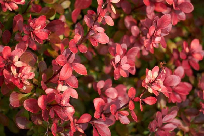 Berberis Thunbergii 'Atropurpurea Nana', Berberis Nana, Japanese Barberry 'Atropurpurea Nana', Berberis Thunbergii 'Crimson Pygmy', Berberis 'Little Favourite'