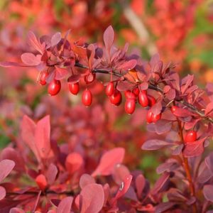 Berberis Thunbergii 'Atropurpurea', Purple Japanese Barberry, Red Leaf Japanese Barberry, Thunberg's Barberry, Red Barberry, Deciduous Shrubs, Foliage Shrub, Shrub with berries, Purple shrub, Red leaves, Fall color