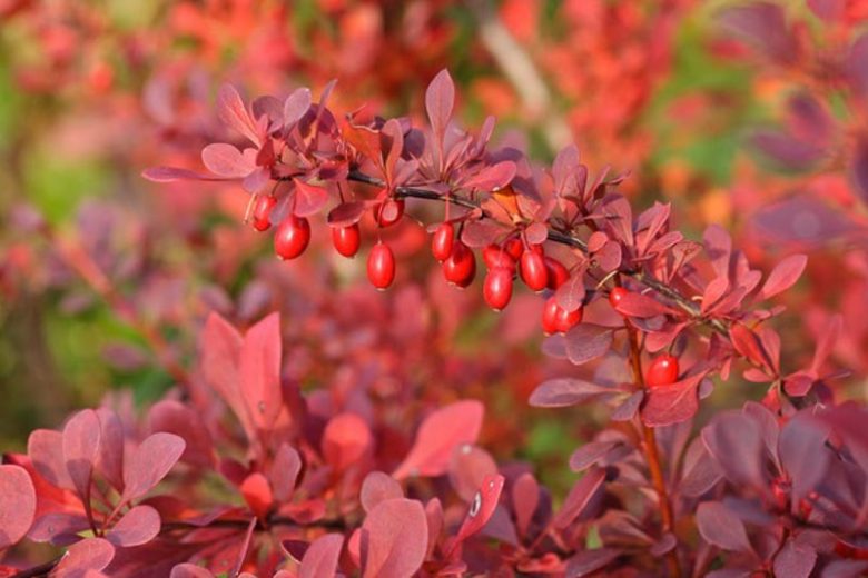 Berberis Thunbergii 'Atropurpurea', Purple Japanese Barberry, Red Leaf Japanese Barberry, Thunberg's Barberry, Red Barberry, Deciduous Shrubs, Foliage Shrub, Shrub with berries, Purple shrub, Red leaves, Fall color