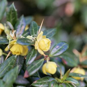 Berberis verruculosa, Warty Barberry, Warted Barberry, Berries, Shrub with Berries, Evergreen Shrub, Red Berries, Flowering Shrub, Yellow Flowers