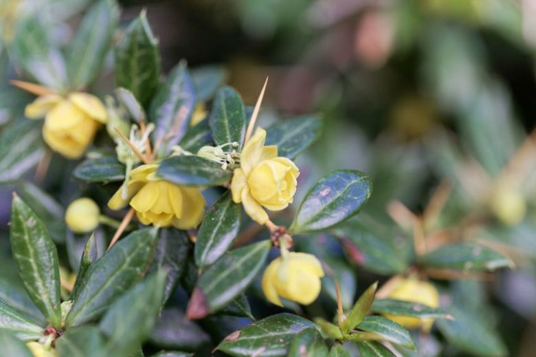 Berberis verruculosa, Warty Barberry, Warted Barberry, Berries, Shrub with Berries, Evergreen Shrub, Red Berries, Flowering Shrub, Yellow Flowers