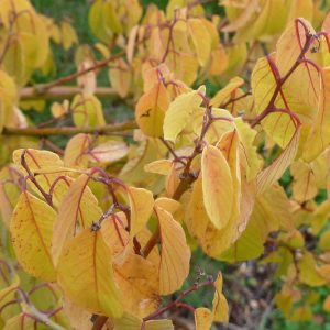 Berchemia scandens, Alabama Supple-jack, Alabama Supplejack, Rattan-vine, Rattan Vine, Vine Rattany