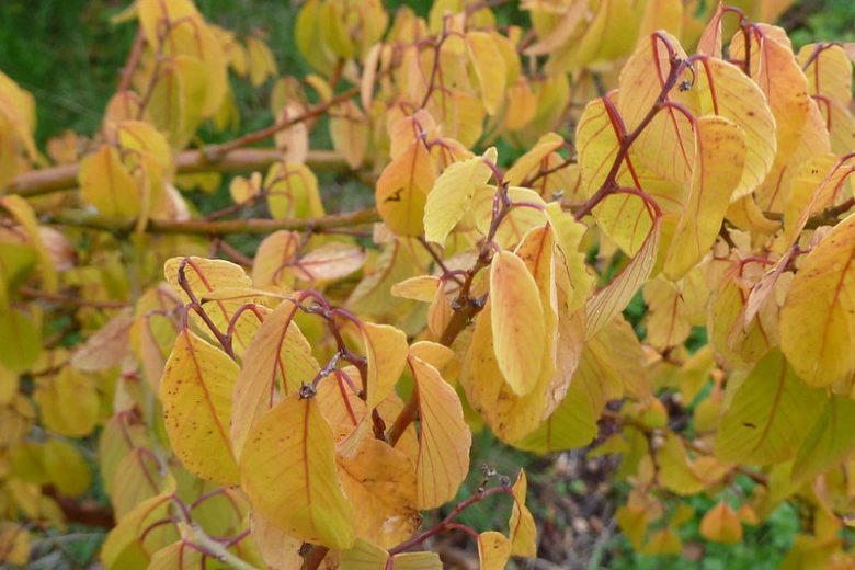 Berchemia scandens, Alabama Supple-jack, Alabama Supplejack, Rattan-vine, Rattan Vine, Vine Rattany