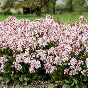 Bergenia 'Angel Kiss', Elephant's Ears 'Angel Kiss', Pig Squeak 'Angel Kiss', Pink Bergenia, Evergreen Perennial, Shade Perennial