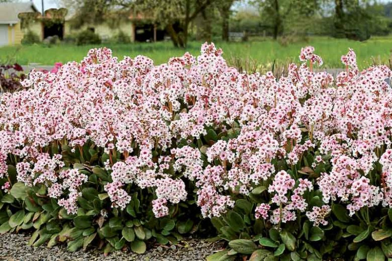 Bergenia 'Angel Kiss', Elephant's Ears 'Angel Kiss', Pig Squeak 'Angel Kiss', Pink Bergenia, Evergreen Perennial, Shade Perennial