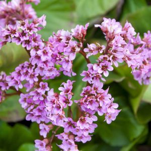 Bergenia crassifolia, Korean Elephant's Ears, Elephant's Ears, Elephant's Ears Saxifrage, Winter-Blooming Bergenia, Bergenia coreana, Pink Bergenia, Evergreen Perennial, Shade Perennial