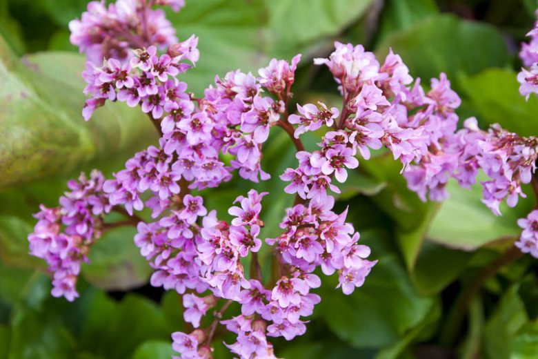 Bergenia crassifolia, Korean Elephant's Ears, Elephant's Ears, Elephant's Ears Saxifrage, Winter-Blooming Bergenia, Bergenia coreana, Pink Bergenia, Evergreen Perennial, Shade Perennial