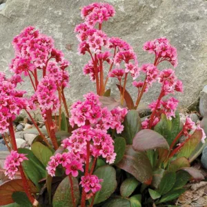 Bergenia 'Pink Dragonfly', Elephant's Ears 'Pink Dragonfly', Pig Squeak 'Pink Dragonfly', Pink Bergenia, Evergreen Perennial, Shade Perennial