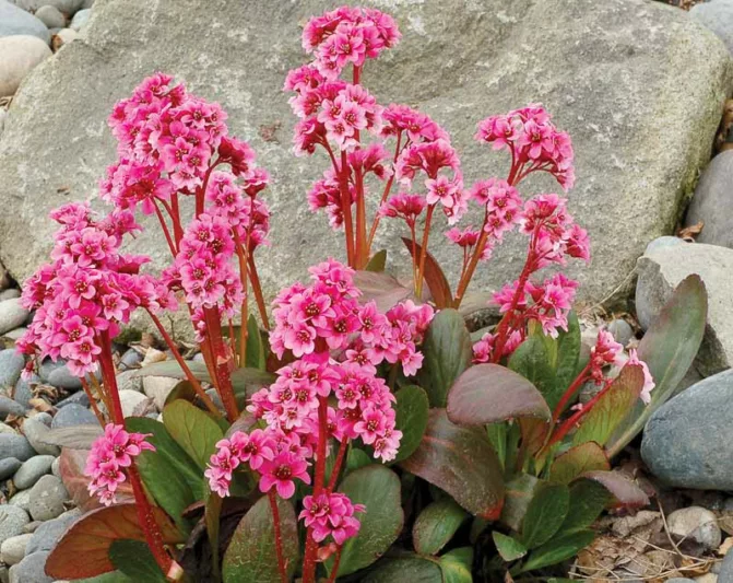 Bergenia 'Pink Dragonfly', Elephant's Ears 'Pink Dragonfly', Pig Squeak 'Pink Dragonfly', Pink Bergenia, Evergreen Perennial, Shade Perennial