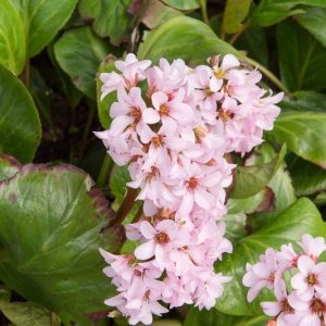 Bergenia 'Rosi Klose',  Elephant's Ears Rosi Klose, Pink Bergenia, Evergreen Perennial, Shade Perennial