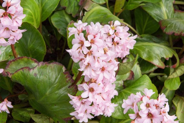 Bergenia 'Rosi Klose',  Elephant's Ears Rosi Klose, Pink Bergenia, Evergreen Perennial, Shade Perennial