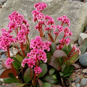 Bergenia 'Sakura', Elephant's Ears 'Sakura', Pig Squeak 'Sakura', Pink Bergenia, Evergreen Perennial, Shade Perennial