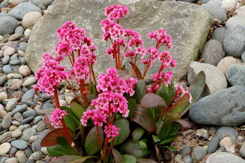 Bergenia 'Sakura', Elephant's Ears 'Sakura', Pig Squeak 'Sakura', Pink Bergenia, Evergreen Perennial, Shade Perennial