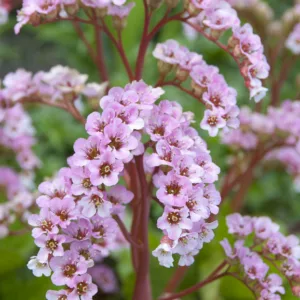 Bergenia 'Silberlicht',Elephant's Ears 'Silberlicht', Bergenia SILVERLIGHT, Bergenia 'Silverlight', White Bergenia, Evergreen Perennial
