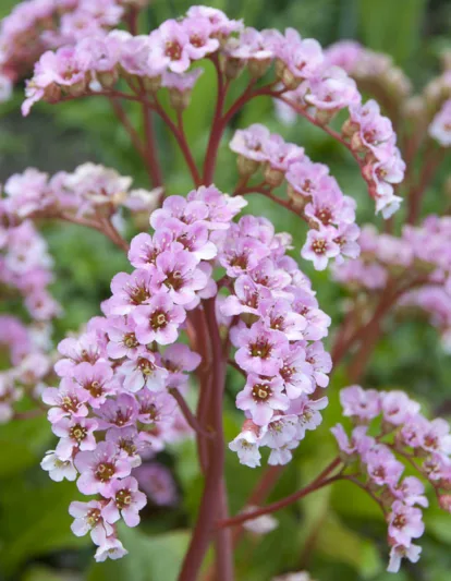 Bergenia 'Silberlicht',Elephant's Ears 'Silberlicht', Bergenia SILVERLIGHT, Bergenia 'Silverlight', White Bergenia, Evergreen Perennial