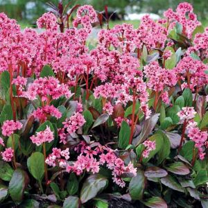 Bergenia 'Spring Fling', Elephant's Ears 'Spring Fling', Pig Squeak 'Spring Fling', Pink Bergenia, Evergreen Perennial, Shade Perennial