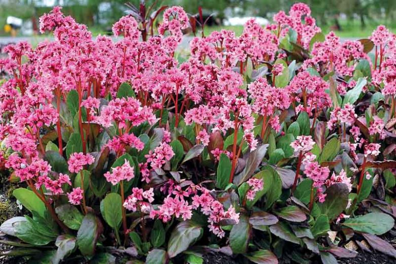 Bergenia 'Spring Fling', Elephant's Ears 'Spring Fling', Pig Squeak 'Spring Fling', Pink Bergenia, Evergreen Perennial, Shade Perennial