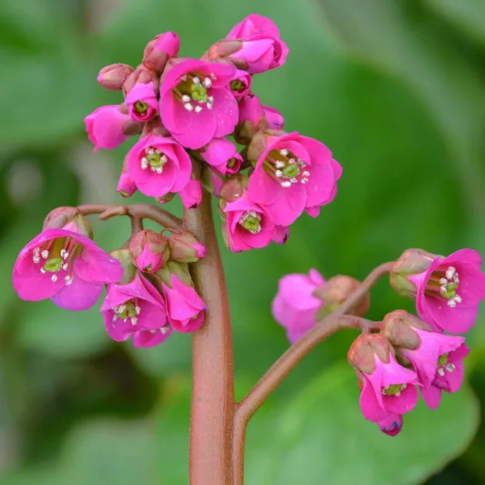 Bergenia cordifolia 'Winter Glow', Elephant's Ears 'Winter Glow', Pig Squeak 'Winter Glow', Heartleaf Bergenia 'Winter Glow', Pigsqueak 'Winter Glow', Bergenia Winterglut, Bergenia Winterglow, Bergenia Vinterglöd'