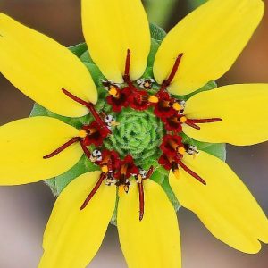 Berlandiera lyrata,Chocolate Daisy, Chocolate Flower, Lyreleaf Greeneyes, Green-eyed Lyre Leaf, Fragrant Flowers, Yellow Flowers