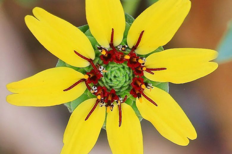 Berlandiera lyrata,Chocolate Daisy, Chocolate Flower, Lyreleaf Greeneyes, Green-eyed Lyre Leaf, Fragrant Flowers, Yellow Flowers