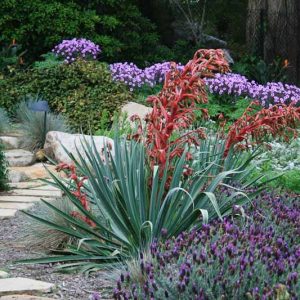Beschorneria yuccoides, Amole, Sisi, Mexican Lily, Mexican False Red Yucca, Yucca-Leaved Beschorneria, Beschorneria superba