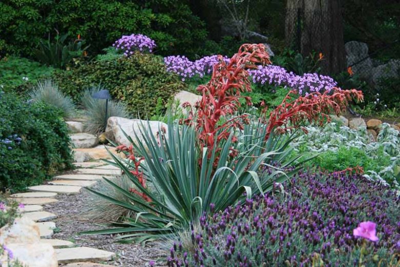 Beschorneria yuccoides, Amole, Sisi, Mexican Lily, Mexican False Red Yucca, Yucca-Leaved Beschorneria, Beschorneria superba