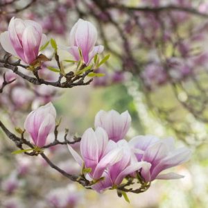 New England, New England garden, Best Trees, Trees for New England, Great Trees, Top Trees, Northeast region, Northeast garden, Best Trees for Northeast, Trees for Northeast    USDA, season,  Region Description