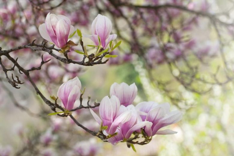 New England, New England garden, Best Trees, Trees for New England, Great Trees, Top Trees, Northeast region, Northeast garden, Best Trees for Northeast, Trees for Northeast    USDA, season,  Region Description