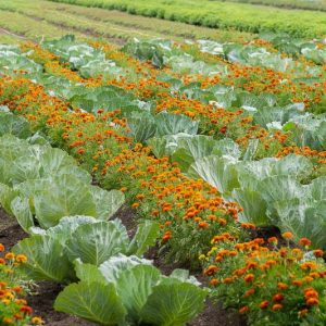Annual Flowers, Vegetable Garden, Marigold, Calendula, Zinnia, Nasturtium, Alyssum, Sunflower, Cockscomb, Mexican Sunflowers, Ageratum