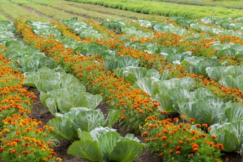 Annual Flowers, Vegetable Garden, Marigold, Calendula, Zinnia, Nasturtium, Alyssum, Sunflower, Cockscomb, Mexican Sunflowers, Ageratum
