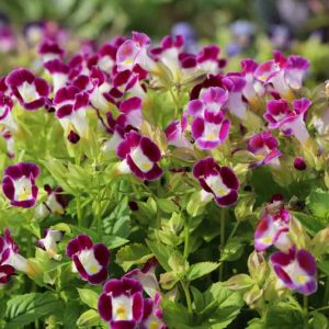 Annual flowers, Annuals, Annual Plants, Annuals Flowers, Annuals vs Perennials