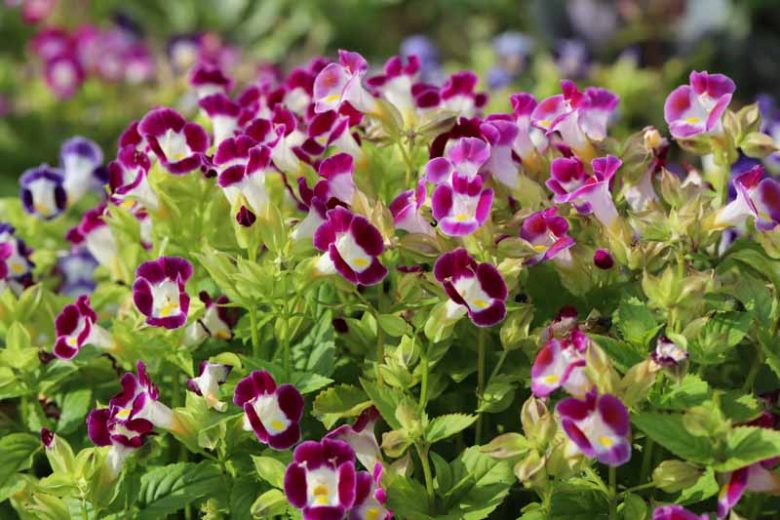 Annual flowers, Annuals, Annual Plants, Annuals Flowers, Annuals vs Perennials