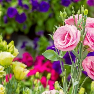 Annual flowers, Sun Annuals, Sun Annual Plants, Sun Annuals Flowers, Annuals vs Perennials
