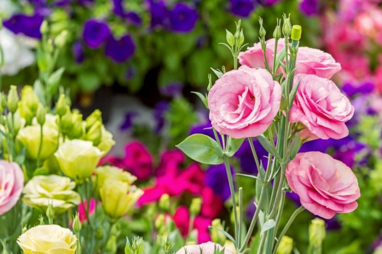 Annual flowers, Sun Annuals, Sun Annual Plants, Sun Annuals Flowers, Annuals vs Perennials