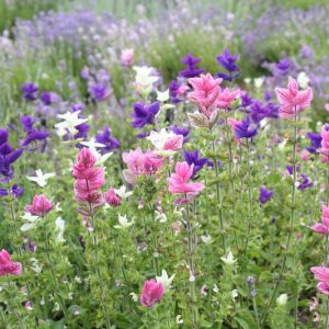 Annual flowers, Annuals, Annual Plants, Annuals Flowers, Annuals vs Perennials
