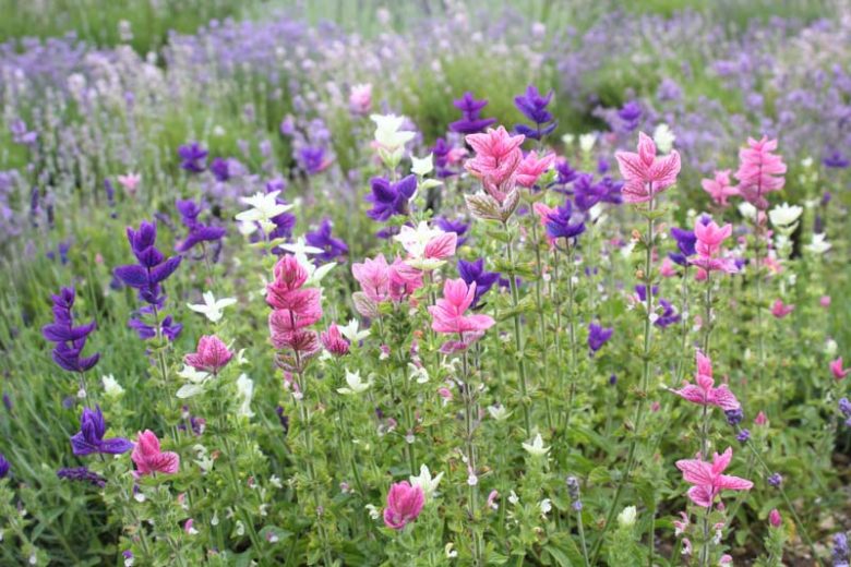 Annual flowers, Annuals, Annual Plants, Annuals Flowers, Annuals vs Perennials