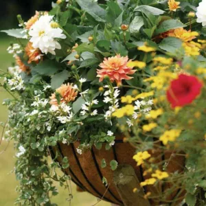 Dahlias for containers, Dahlias for pots, Dahlias Karma, Dahlias Happy Single, Dahlia Park Princess, Dahlia Melody Harmony, Karma Dahlias, Happy single Dahlias, Dahlia Sunshine